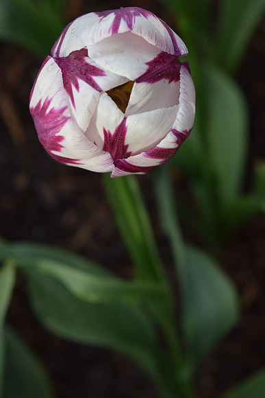 DSC_0408